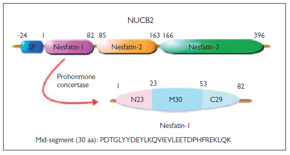 Regulatory Peptide Nesfatin-1 and its Relationship with Metabolic Syndrome